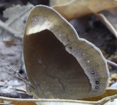 Mycalesis anaxias