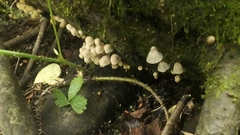 Coprinellus