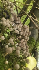 Coprinellus