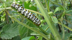 Cucullia scrophulariae