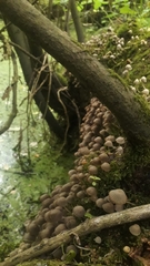 Coprinellus