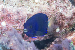 Centropyge fisheri
