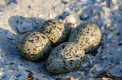 Haematopus ostralegus