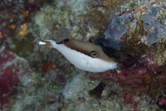 Sufflamen chrysopterum