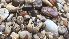 Vanderwulpia sequens