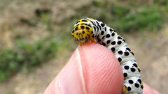 Cucullia scrophulariae