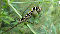 Cucullia scrophulariae