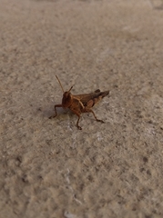 Omalotettix obliquus