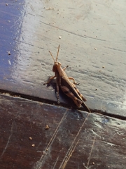 Omalotettix obliquus