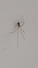 Pholcus phalangioides