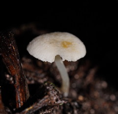 Entoloma albidosimulans