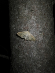 Paratalanta hyalinalis