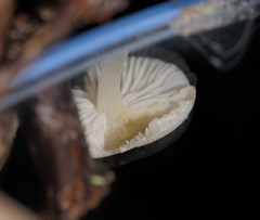 Entoloma albidosimulans