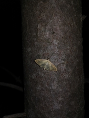 Paratalanta hyalinalis