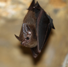 Peropteryx
