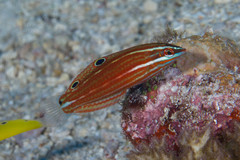 Halichoeres biocellatus