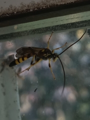 Ichneumon annulatorius
