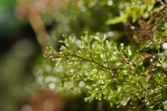 Hymenophyllum cupressiforme