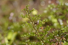 Hymenophyllum cupressiforme
