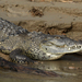 Crocodiles - Photo (c) Robin Gwen Agarwal, some rights reserved (CC BY-NC), uploaded by Robin Gwen Agarwal