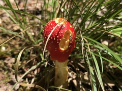 Amanita parcivolvata