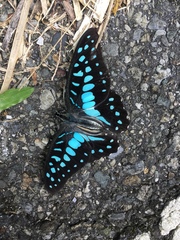 Graphium doson postianus