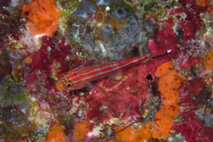 Helcogramma striata