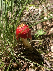 Amanita parcivolvata
