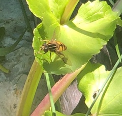 Helophilus pendulus