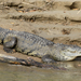 Morelet's Crocodile - Photo (c) Robin Gwen Agarwal, some rights reserved (CC BY-NC), uploaded by Robin Gwen Agarwal