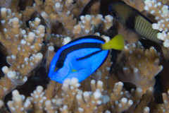Paracanthurus hepatus