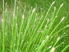 Eleocharis carniolica