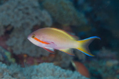 Pseudanthias huchtii