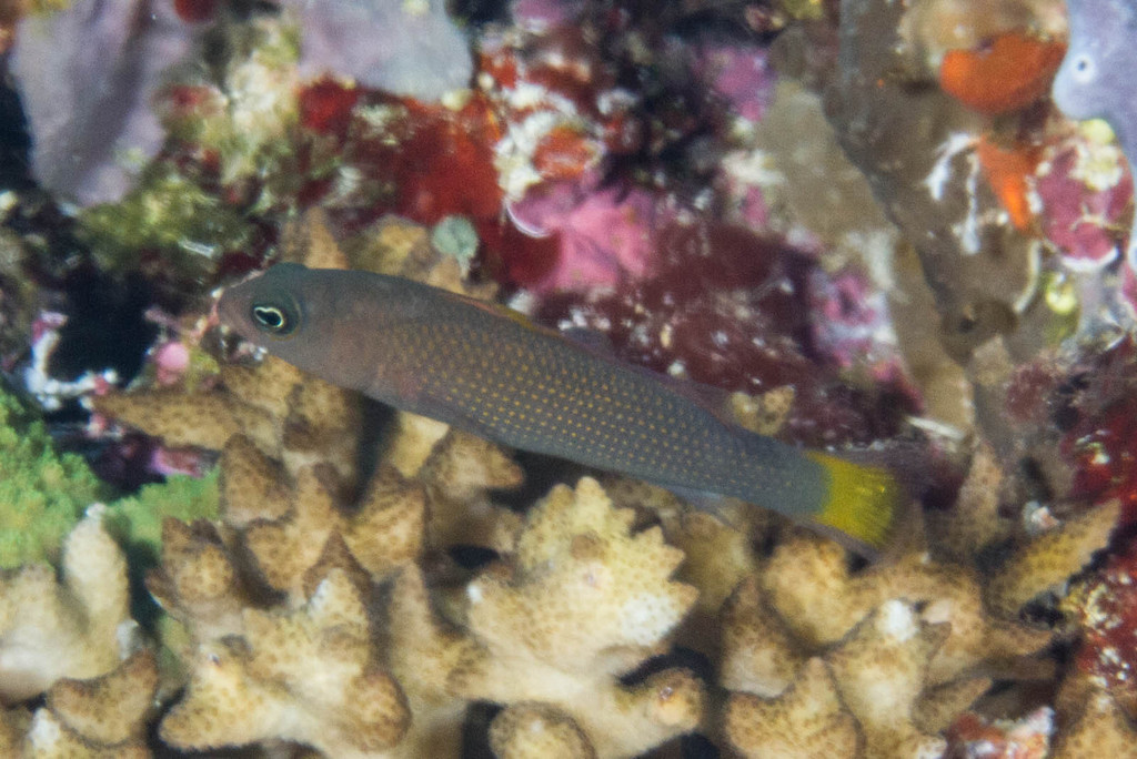 Marshall Dottyback