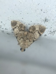 Epipaschia superatalis