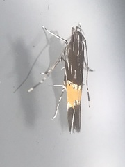 Cosmopterix pulchrimella