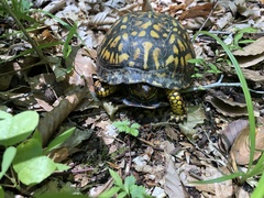 Terrapene carolina