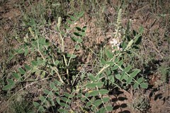 Onobrychis hypargyrea