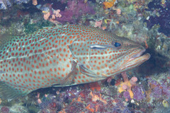 Anyperodon leucogrammicus