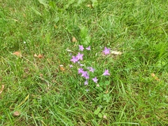 Campanula patula