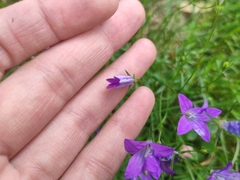 Campanula patula