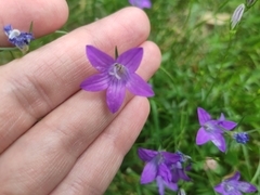 Campanula patula