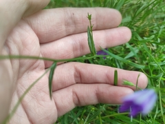 Campanula patula