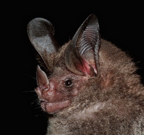 Southern Stripe-headed Round-eared Bat (Tonatia maresi) — Data Deficient Mammalia