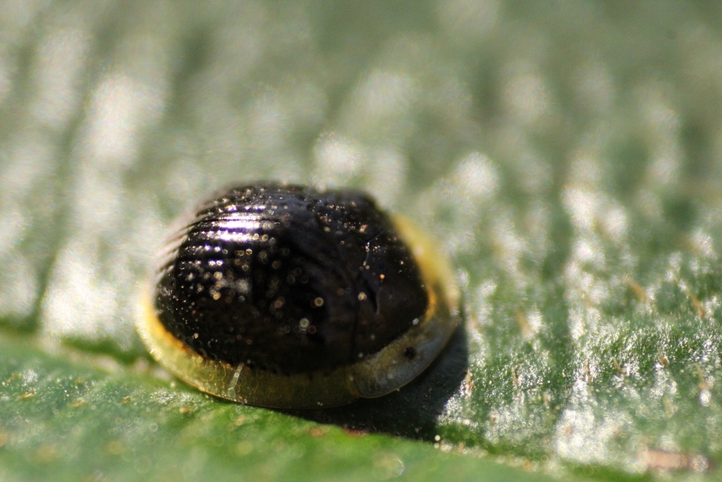 Charidotis aerosa