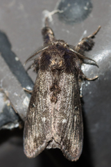 Dasychira grisefacta