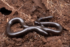 Leptotyphlops scutifrons