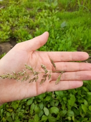 Phalaris arundinacea