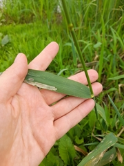 Phalaris arundinacea