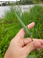 Phalaris arundinacea